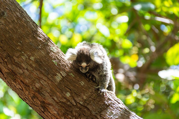 Macaco curioso observa de cima da árvore