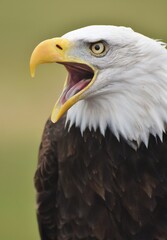 A Bald Eagle (Haliaeetus leucocephalus) screeching with a green forest background.