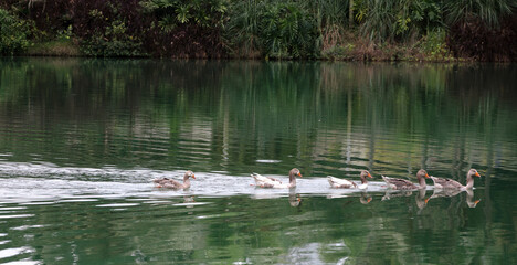 Patinhos no Lago