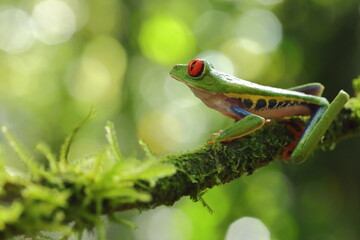 Red-eyed treefrog, Agalychnis saltator, Costa Rica