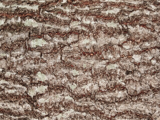 Old tree bark with beautiful patterns for graphic design