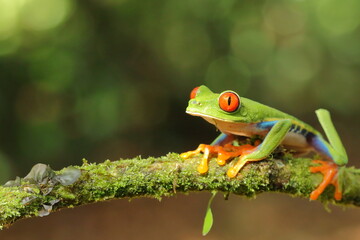 Red-eyed treefrog, Agalychnis saltator, Costa Rica