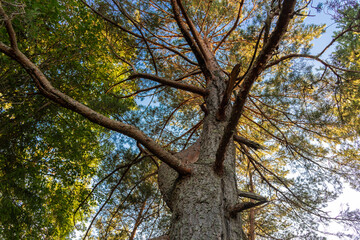 forest trees. nature green wood sunlight backgrounds.