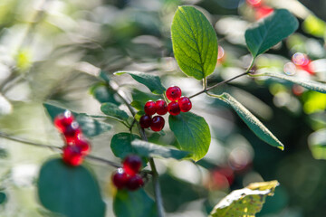 Obraz premium Poisonous red fruits of the wolfberry bush