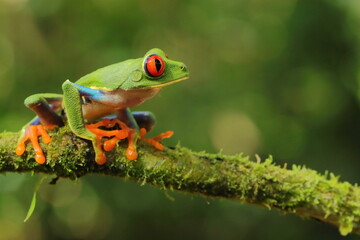 Red-eyed treefrog, Agalychnis saltator, Costa Rica