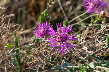 Bright blooming purple Cornflower meadow Centaurea jacea, Brown Knapweed, known also as Brown-rayed Knapweed, Brownray Knapweed and Hardheads on the lawn on green grass background