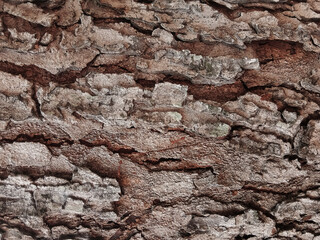 Old tree bark with beautiful patterns for graphic design