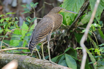 Rufescent tiger-heron, Tigrisoma lineatum, Costa Rica