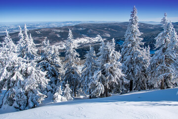 Fototapeta premium snow covered trees