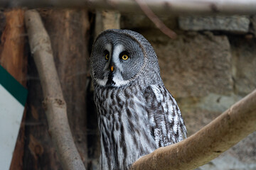 Strix Nebulosa 