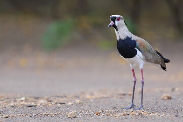 Southern lapwing, Vanellus chilensis, Costa Rica