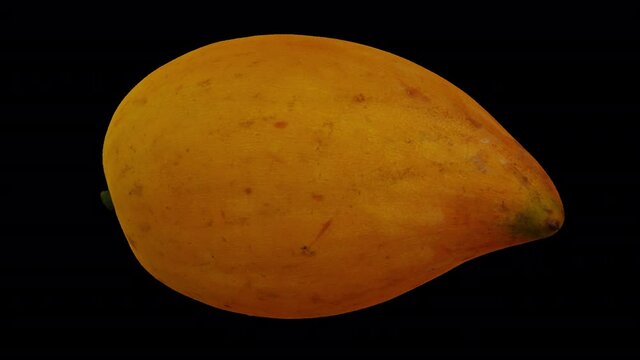 Realistic render of a rotating Canistel (Eggfruit, Tisa) on transparent background (with alpha channel). The video is seamlessly looping, and the 3D object is scanned from a real canistel.
