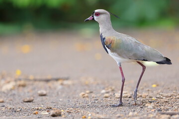 Southern lapwing, Vanellus chilensis, Costa Rica