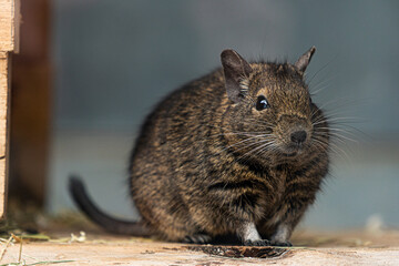 Isolated Octodon degus Degu rodent animal portrait
