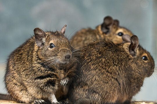 Group Octodon degus Degu rodent animal portrait