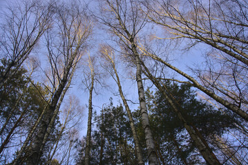 birch trees