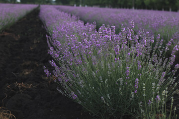 Fototapeta na wymiar Beautiful blooming lavender field, close up
