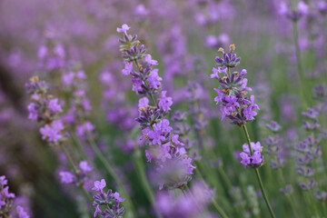 Beautiful blooming lavender field, close up
