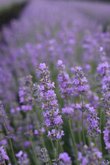 Beautiful blooming lavender field, close up