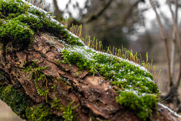 moss with snow on the tree