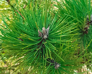 Background texture of a pine branch. Natural pine branches, closeup view.