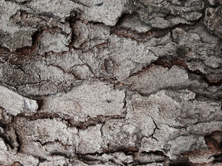 Old tree bark with beautiful patterns for graphic design