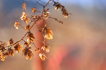 Humulus lupulus - A dry twig with cones of hops in a beautiful spring backlight.