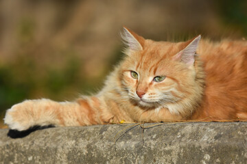 Yellow cat sitting an a wall