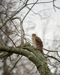 A juvenile hawk. The photo was taken in the winter, so the tree is bare of leaves and the image is very monotone. 