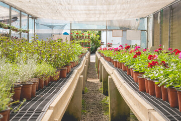 greenhouse with flowers