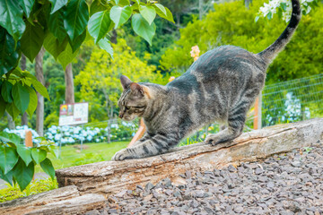 cat in the garden