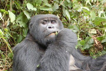 Gorilla in Rawanda 