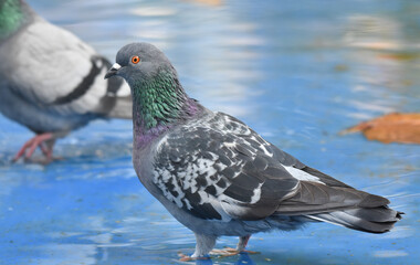 Pigeon standing in a blue pond