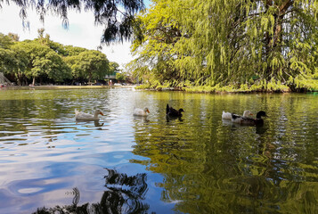 Laguna arboles y gansos