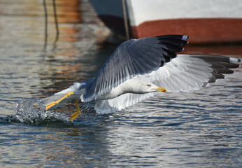 Seagull flying on the sea