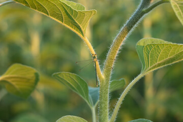 Fototapeta premium Green dragonfly sits on the trunk of a sunflower, insect in the field
