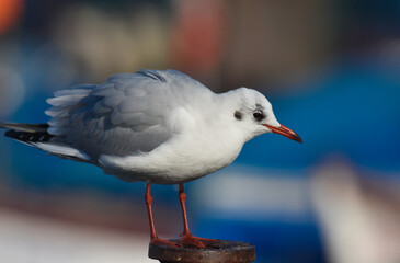 Seagull standing on a wood