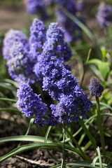 Terry muscari (Fantasy Creation) - blue muscari, grape hyacinths. Beautiful spring flowers blooms in the flowerbed, blurred background