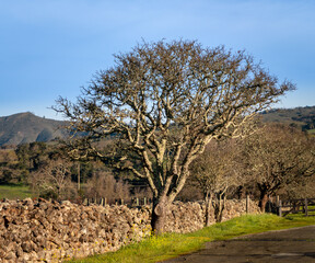 A California Oak tree without leaves is growing in front of a stone fence. A green grass and...