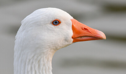 White goose head with orange beak