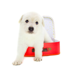cute puppy with travel suitcase on isolated white background