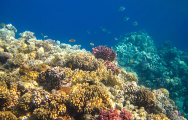 Naklejka na ściany i meble Coral Reef and Tropical Fish in Sunlight.