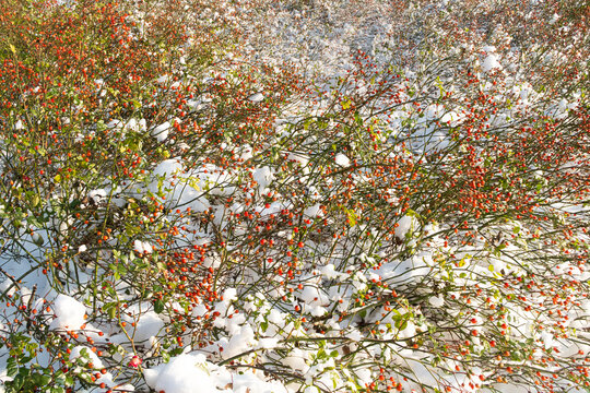 wild rose under snow