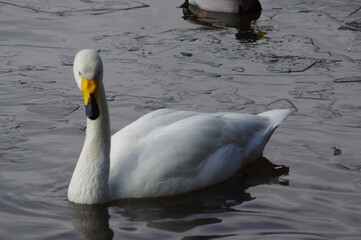 Naklejka premium 厳しい寒さを避けて越冬で飛来地へと渡ってきた、美しい白い羽毛のハクチョウ