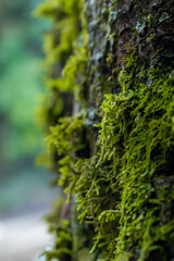 moss on the tree