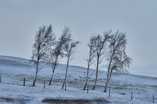 four trees alone with a touch of snow
