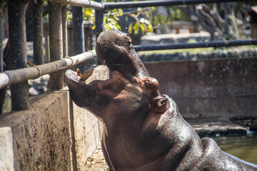 Fototapeta na wymiar Hipopotamos comiendo y nadando