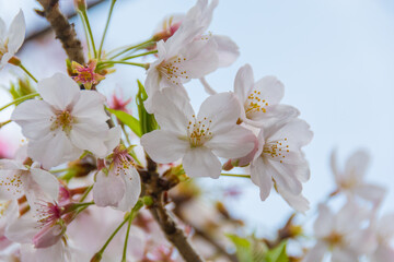 Cherry Blossom Close up, Tōkyō, Japan