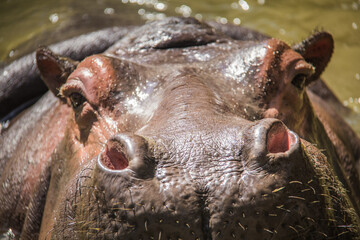Hipopotamos comiendo y nadando