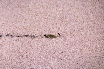 Duck swimming into Meguro River full of cherry blossom petals, Tokyo, Japan